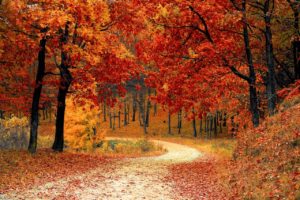 Trail through the woods during Fall when all the leaves are red and orange.