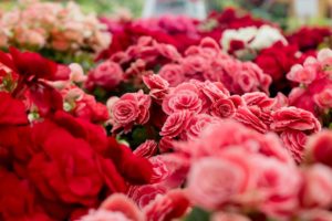 Garden full of pink roses.